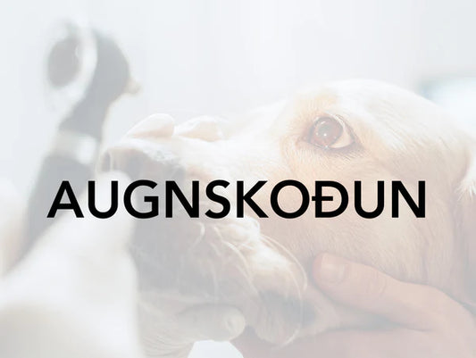 Augnskoðun á Melabraut - Tímar og upplýsingar