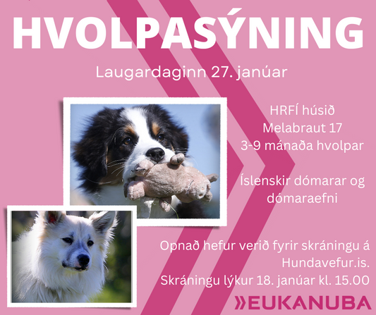 Hvolpasýning 27. janúar - Dagskrá og upplýsingar