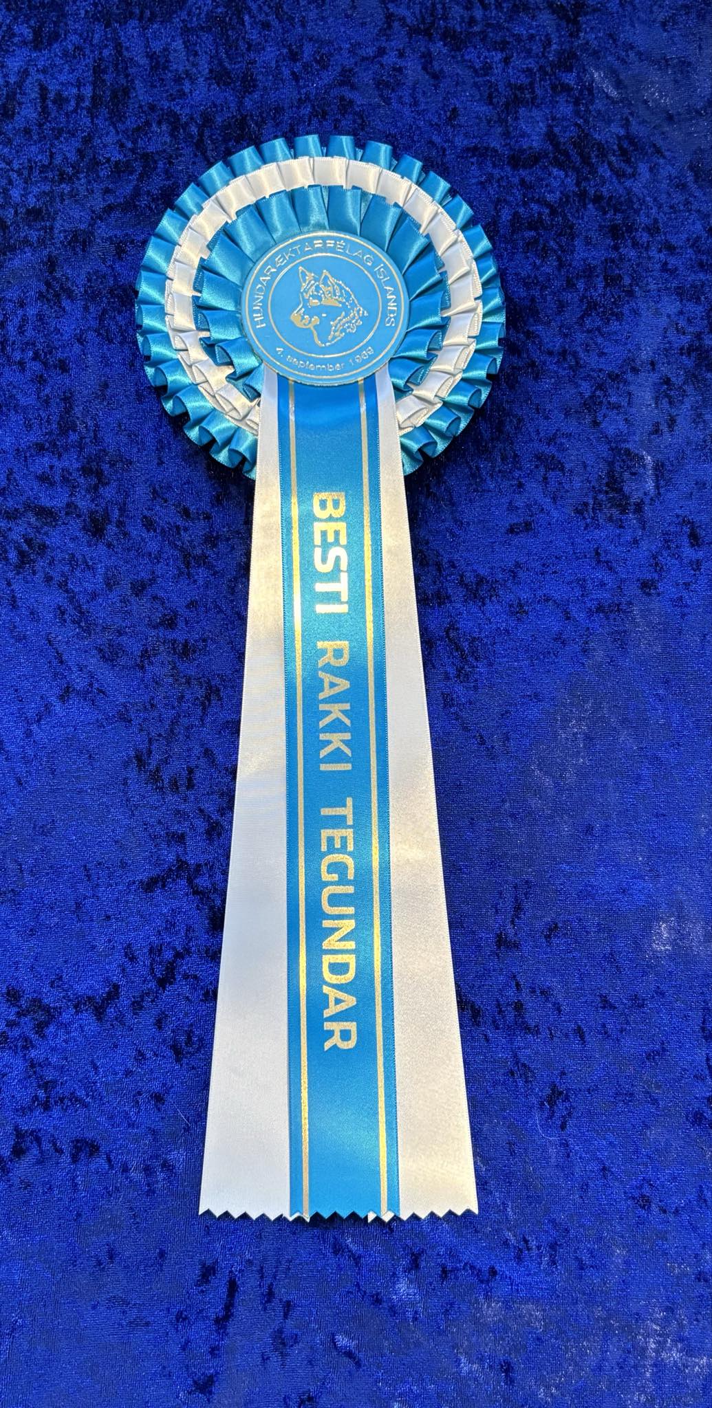 Besti rakki tegundar