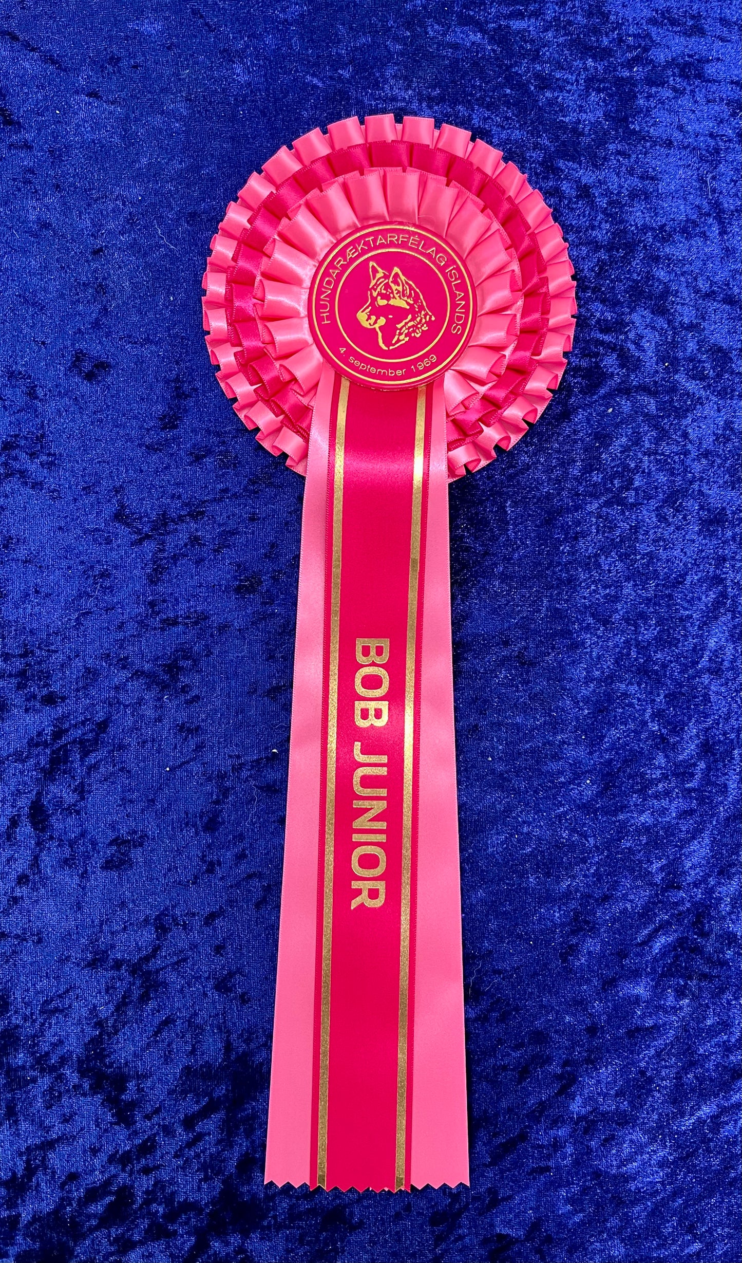 Besti ungliði tegundar (BOB junior)