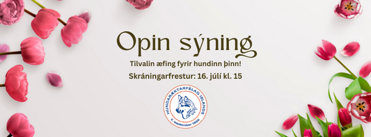 Opin sýning – tilvalin æfing fyrir hundinn þinn!